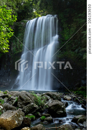 Sakura Fall 106193650