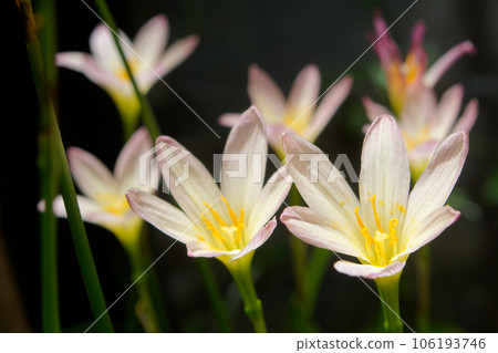 pink rain lily flowers, water Lilies, beautiful 106193746