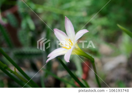 pink rain lily flower, water Lilies, beautiful 106193748