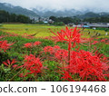 在水稻梯田中綻放的簇狀孤挺花 106194468