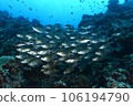 Sawfish 106194790