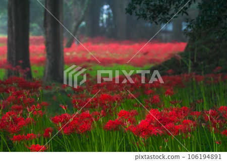 一組盛開的孤挺花的照片，製作出深紅色的花朵地毯。 106194891