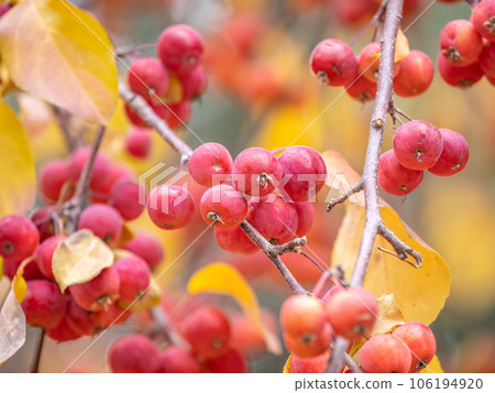 Bright red small wild apples among the yellow leaves in autumn. Bright red small wild apples among the yellow leaves in autumn. 106194920