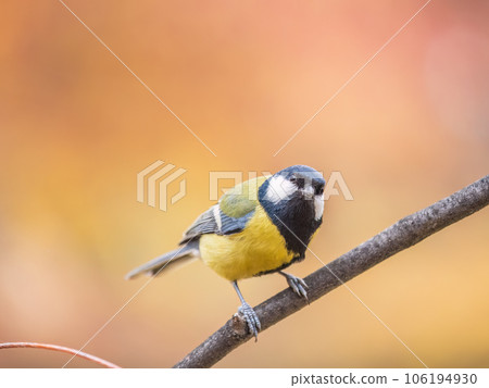 Cute bird Great tit, songbird sitting on the branch with blured background 106194930