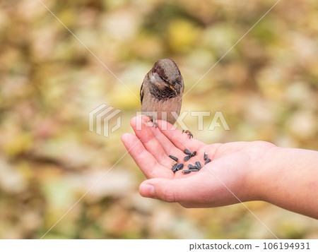 Sparrow eats seeds from a man's hand 106194931