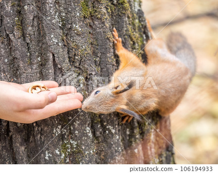 A squirrel in the autumn eats nuts from a human hand. Eurasian red squirrel, Sciurus vulgaris 106194933