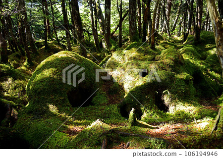 Moss forest 106194946
