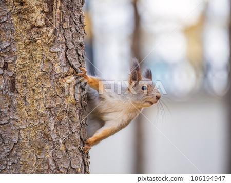 Portrait of a squirrel on a tree trunk 106194947