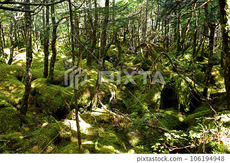 Moss forest 106194948