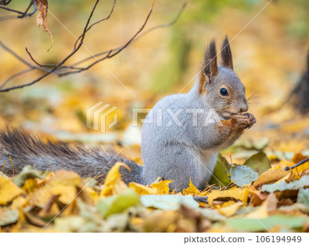 Autumn squirrel with nut sits on green grass with fallen yellow leaves 106194949