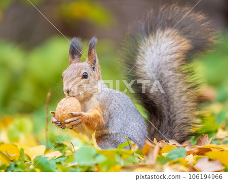 Autumn squirrel with nut sits on green grass with fallen yellow leaves 106194966