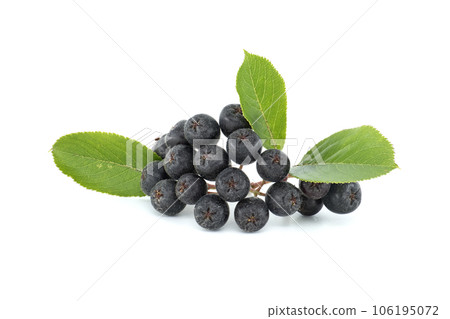 Bunch of aronia berries with green leaf on white 106195072