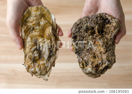 真牡蠣和岩牡蠣 106195083