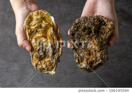 真牡蠣和岩牡蠣 106195084