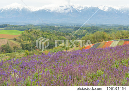 [Autumn in Hokkaido] The snow cap of Mt. Tokachi and the flowers of Shikisai Hill 106195464