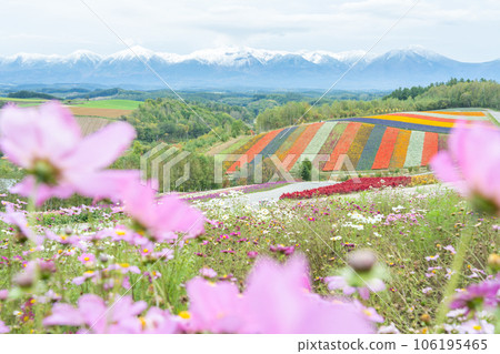 [Autumn in Hokkaido] Cosmos Blooming Shikisai Hill Flower Scenery 106195465