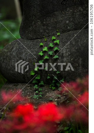 Green ivy growing on the stone pagoda. With a red cluster amaryllis blur in the foreground. 106195706