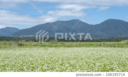 Buckwheat flowers blooming on the cycling course (Hiruzen Kogen) 106195714