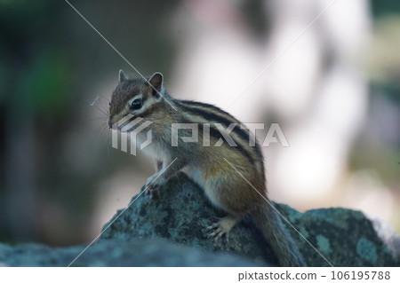 Chipmunk Standing on a Rock 106195788