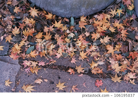 Carpet of fallen leaves in autumn Carpet of fallen leaves in autumn 106195837