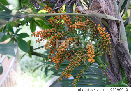 庫魯茨格果 106196040