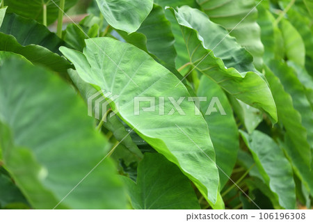taro leaves 106196308