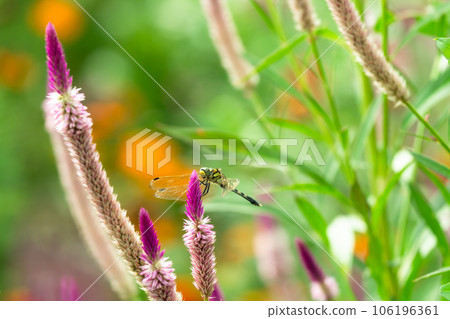 A dragonfly perched on a Celosia flower A dragonfly perched on a Celosia flower 106196361