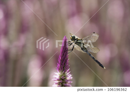 A dragonfly perched on a Celosia flower A dragonfly perched on a Celosia flower 106196362