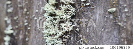 Old wood surface with large lichens colony. 106196559