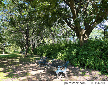 Lush park bench Lush park bench 106196701