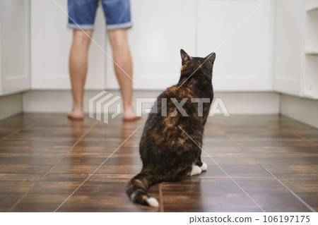 Cat watching his pet owner while preparing food. Cat watching his pet owner while preparing food. 106197175