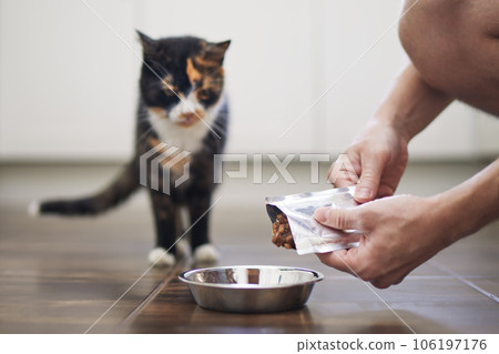 Pet owner feeding hungry cat. Pet owner feeding hungry cat. 106197176