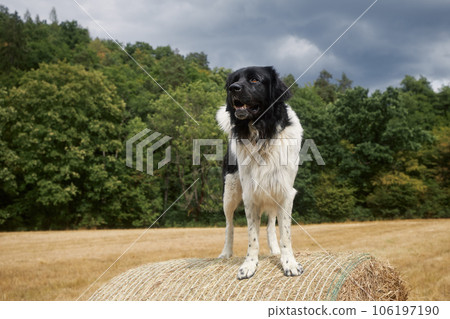 Happy dog standing on top of large bale of straw 106197190