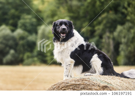 Happy dog sitting on top of large bale of straw 106197191