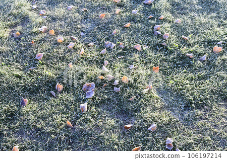 Frosted leaves and grass Frosted leaves and grass 106197214