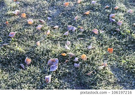 Frosted leaves and grass Frosted leaves and grass 106197216