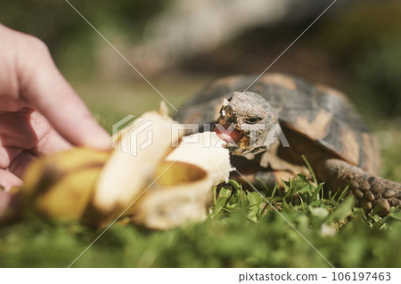 Pet owner giving his turtle a ripe banana to eat. 106197463