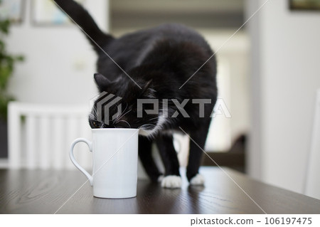 Naughty cat drinking from cup on dining table. Naughty cat drinking from cup on dining table. 106197475