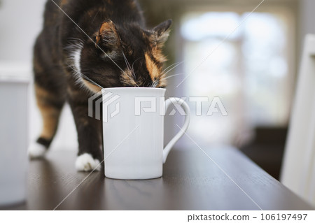 Naughty cat drinking from cup on dining table. Naughty cat drinking from cup on dining table. 106197497