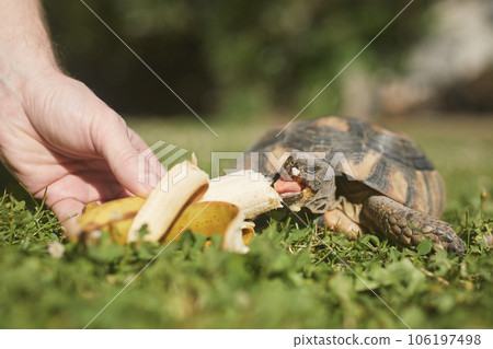 Pet owner giving his turtle a ripe banana to eat. 106197498