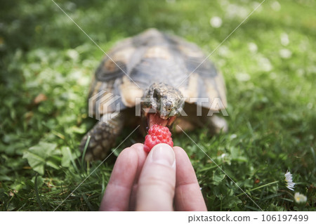 Pet owner giving his turtle ripe raspberry to eat. Pet owner giving his turtle ripe raspberry to eat. 106197499