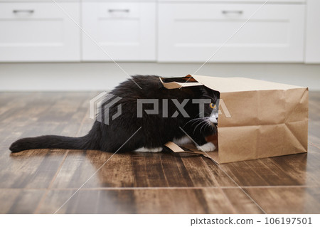 Curious cat alone at home. Curious cat alone at home. 106197501