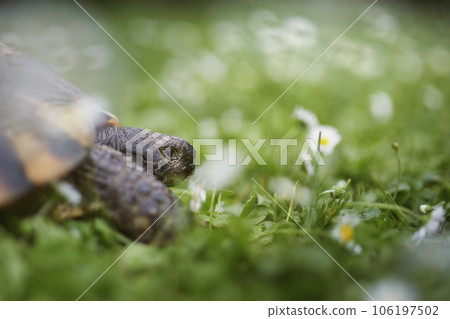 Turtle during slow walking in grass Turtle during slow walking in grass 106197502