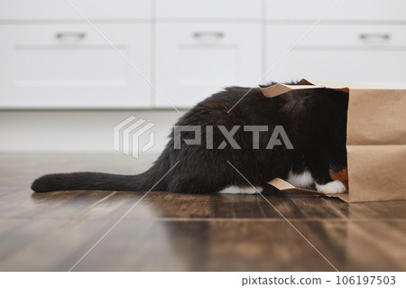 Curious cat alone at home. 106197503