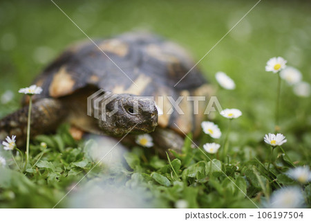 Turtle during slow walking in grass Turtle during slow walking in grass 106197504