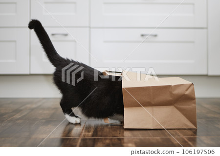 Curious cat alone at home. 106197506