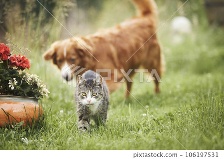 Cat and dog playing together on garden. 106197531