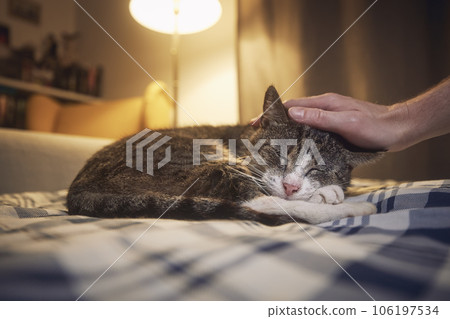 Old cat sleeping in bed at night. Old cat sleeping in bed at night. 106197534