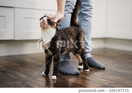 Man stroking his cute contented cat at home. Man stroking his cute contented cat at home. 106197535