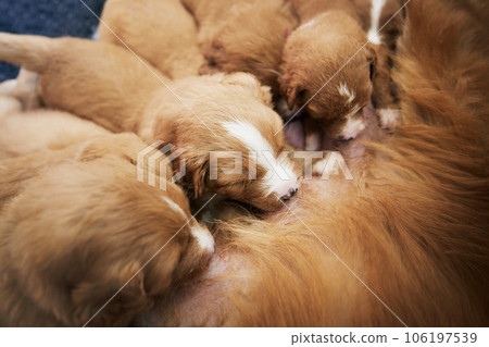 Female dog nursing cute puppies 106197539